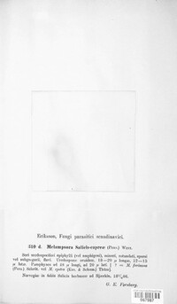 Melampsora caprearum image